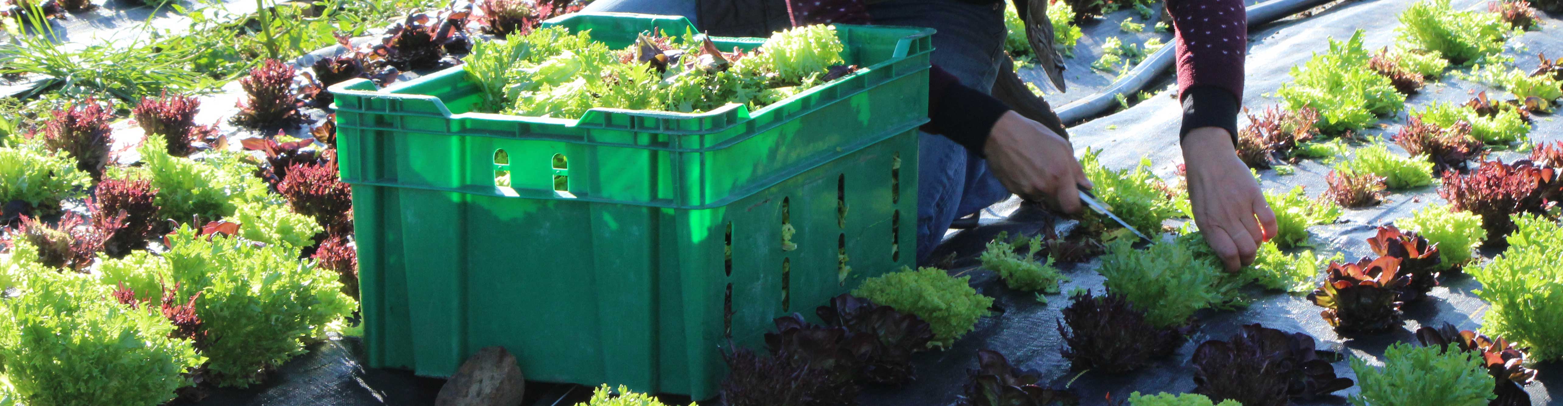 Baskets, Crates and Bins