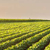 Large Scale Agriculture