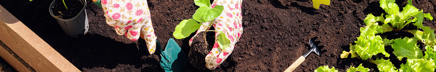 Seedlings and cuttings