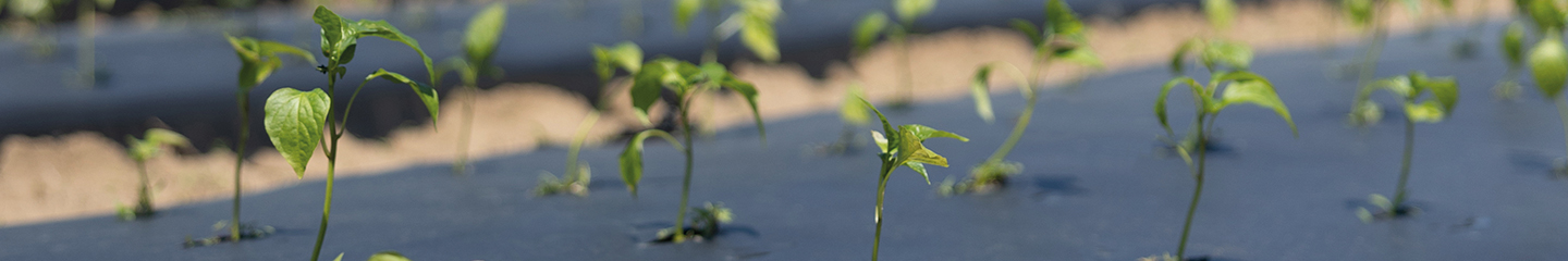 Biodegradable Mulch Film