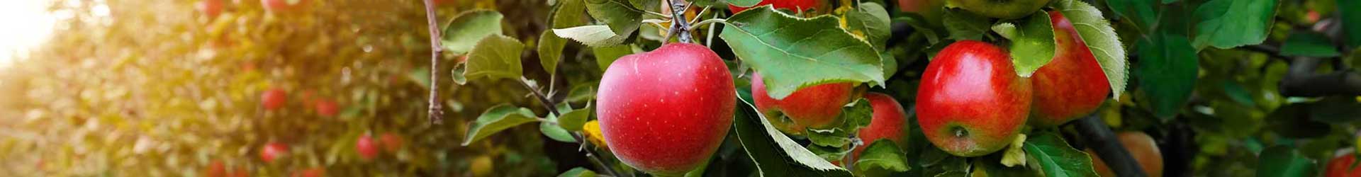Orchards