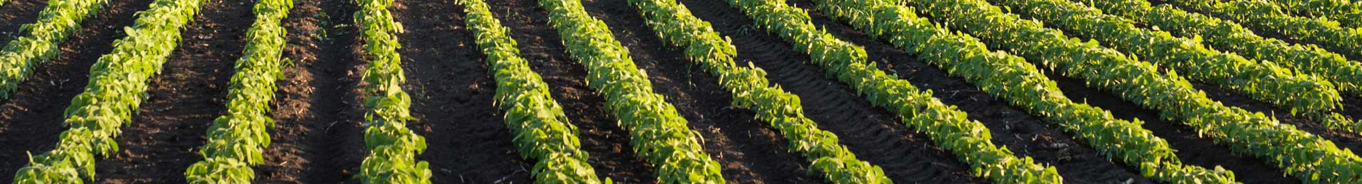 Large Scale Agriculture