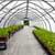 Greenhouses