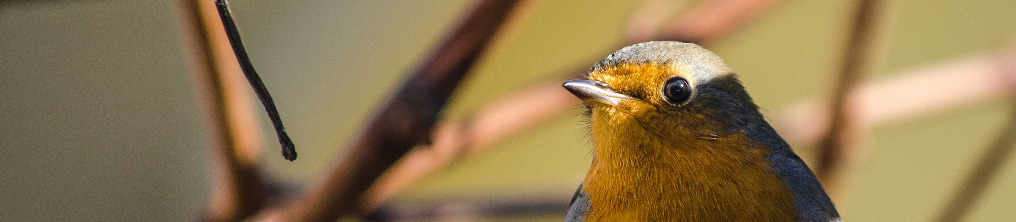 Filets anti-oiseaux