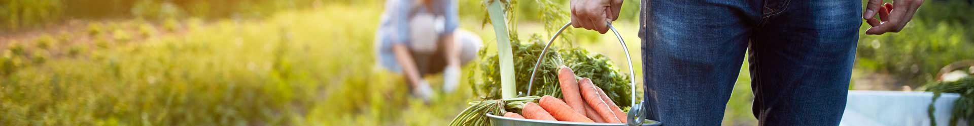Small Scale Agriculture