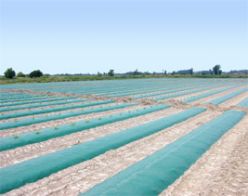 Standard Green Plastic Mulch Film