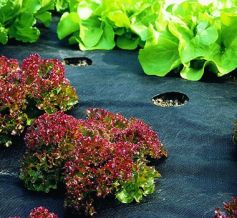 Black Weed Mat Agryl P-50