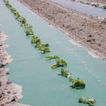 Green Soil Biodegradable and Compostable Mulch Film - BIO360