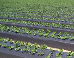 Horti-III - Black Plastic Mulch Film