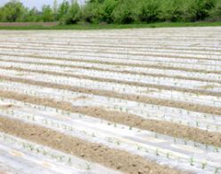 Clear Embossed Plastic Mulch Film