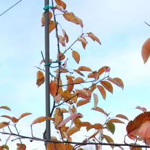 Fiberglass Tree Stakes