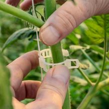 Tomato Clips (250 to 10 000 units)