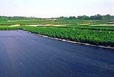 Greenhouse & Nursery ground cloth
