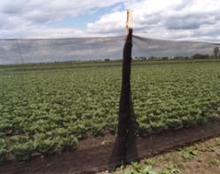 Proteknet Windbreak Netting